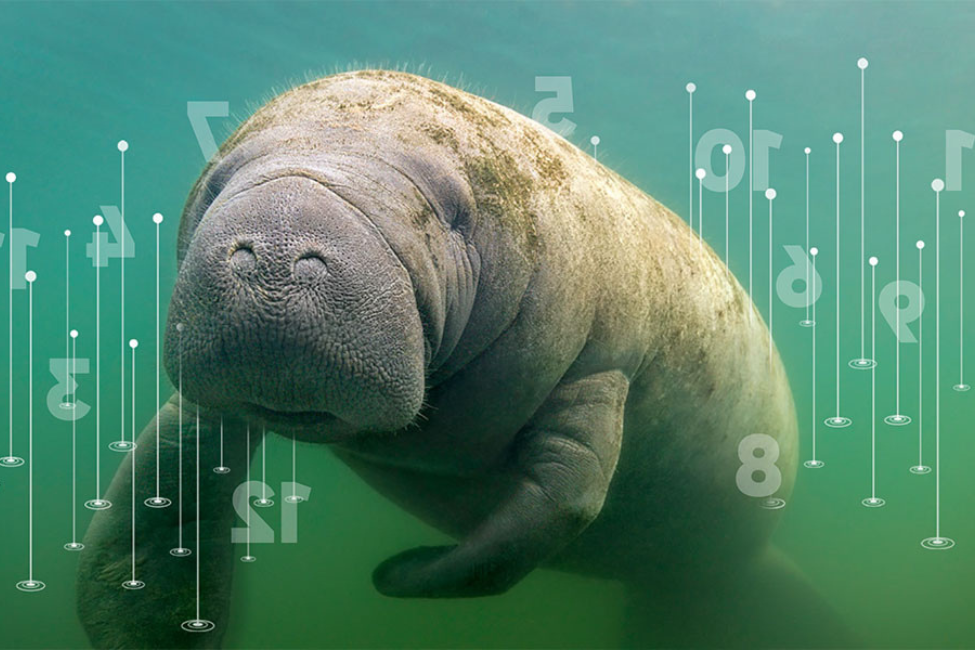 Manatee Conservation Project